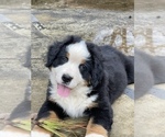 Small Photo #1 Bernese Mountain Dog Puppy For Sale in SCOTTSBORO, AL, USA