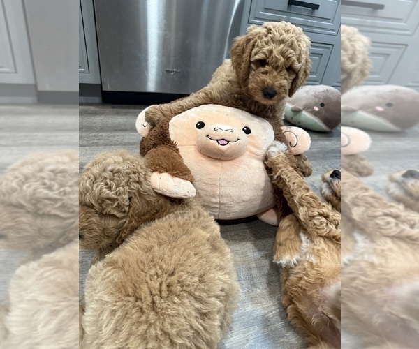 Medium Photo #7 Goldendoodle Puppy For Sale in OAKLAND, CA, USA
