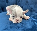 Small #37 French Bulldog