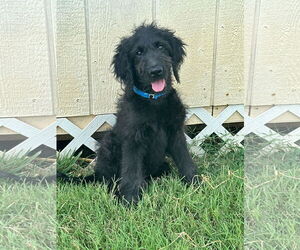 Labradoodle Dogs for adoption in Pacolet, SC, USA