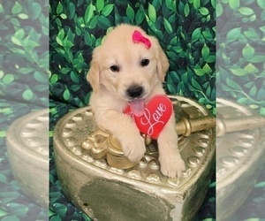 Medium English Cream Golden Retriever