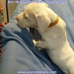 Small Photo #239 Dogo Argentino Puppy For Sale in JANE, MO, USA