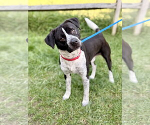Roscoe - Male German Shorthaired Pointer-Unknown Mix Dog for Adoption - Photo #2
