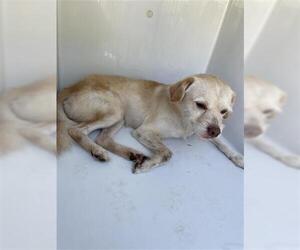 Chihuahua-Labrador Retriever Mix Dogs for adoption in Houston, TX, USA
