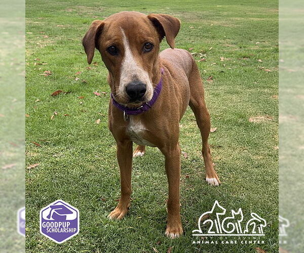 Medium Photo #3 Pointer-Unknown Mix Puppy For Sale in Irvine, CA, USA