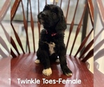 Puppy Puppy 7 Twinkle Goldendoodle