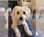 Small #2 Mutt