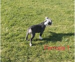 Small #2 English Bulldogge