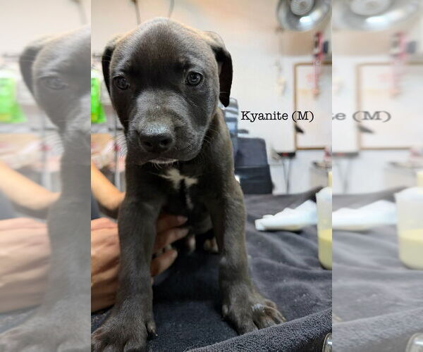 Medium Photo #1 American Pit Bull Terrier Puppy For Sale in Studio City, CA, USA