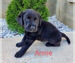 Puppy Annie AKC Engli Labrador Retriever