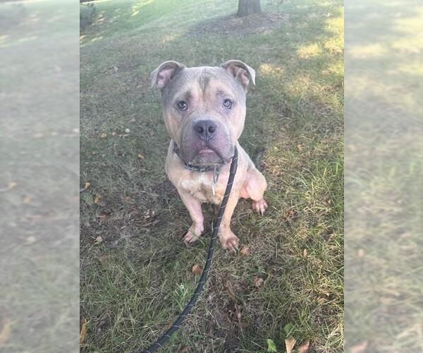 Medium Photo #2 American Bulldog Puppy For Sale in Forestville, MD, USA
