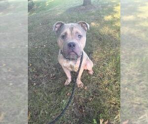 BLAZE - Male American Bulldog Dog for Adoption - Photo #2