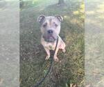 Small Photo #2 American Bulldog Puppy For Sale in Forestville, MD, USA
