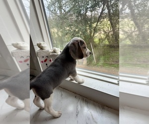 Beagle Puppy for sale in NACOGDOCHES, TX, USA