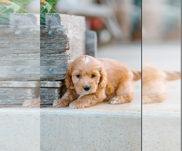 Medium Photo #2 Cockapoo (Miniature) Puppy For Sale in CHRISTIANA, TN, USA