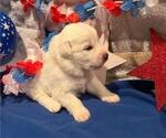 Small #5 Great Pyrenees