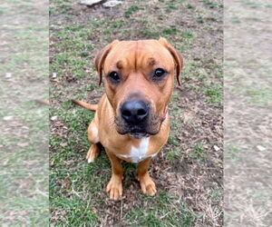 Ivy (from NYC) - Female American Staffordshire Terrier-Unknown Mix Dog for Adoption - Photo #2