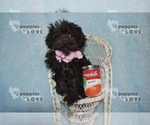 Small #5 Poodle (Toy)-Yorkshire Terrier Mix