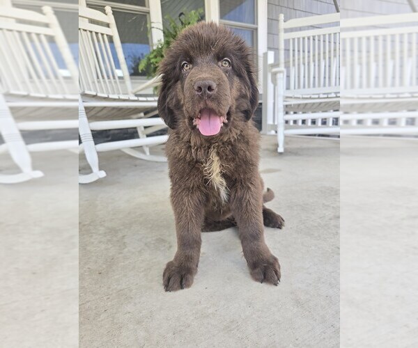 Medium Photo #7 Newfoundland Puppy For Sale in TILTON, IL, USA