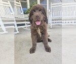 Small #6 Newfoundland