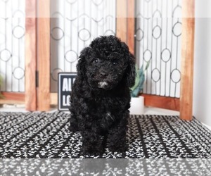 Poodle (Miniature) Puppy for sale in NAPLES, FL, USA