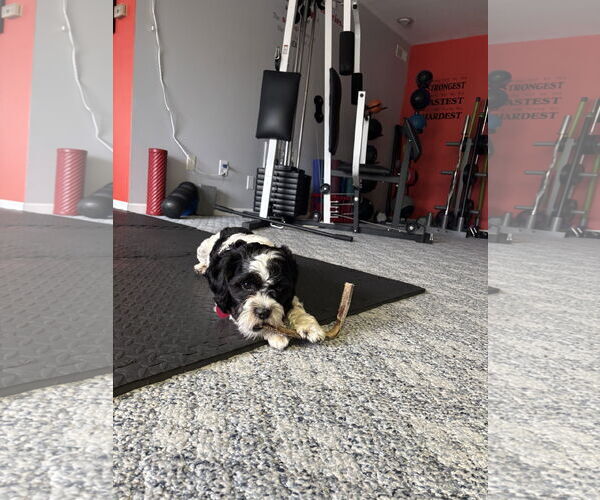 Medium Photo #2 Shih Tzu-Unknown Mix Puppy For Sale in Lockport, NY, USA