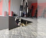 Small #1 Shih Tzu Mix
