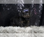 Small Photo #14 YorkiePoo Puppy For Sale in WARSAW, IN, USA