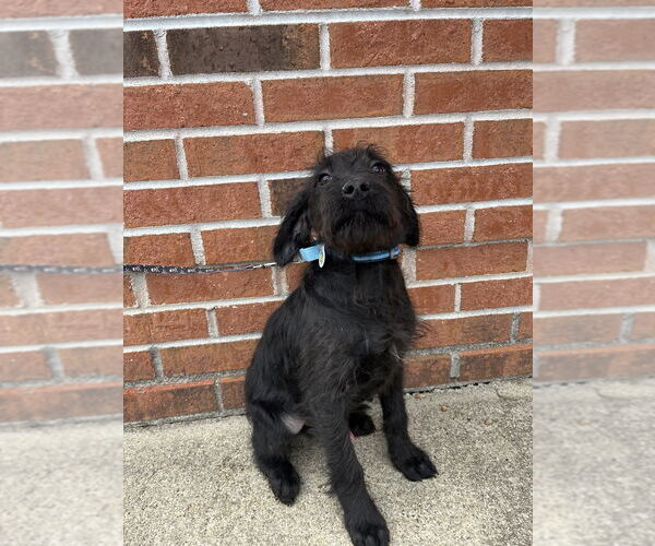 Medium Photo #4 Mutt Puppy For Sale in Candler, NC, USA