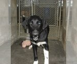 Small Photo #3 Mutt Puppy For Sale in Lawrenceburg, KY, USA