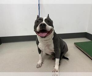 American Staffordshire Terrier Dogs for adoption in Corona, CA, USA