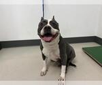 Small American Staffordshire Terrier