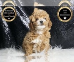 Small #7 Poodle (Toy)