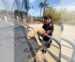 Small #11 Kangal Dog