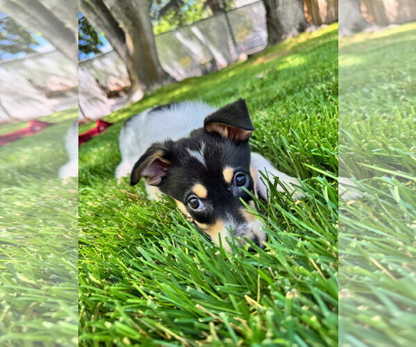 Medium Photo #5 Mutt Puppy For Sale in Sandy, UT, USA