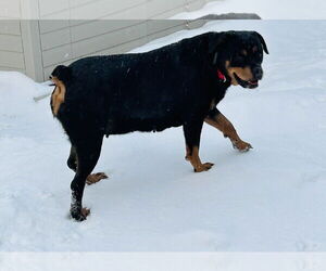 Queenie - Female Rottweiler-Unknown Mix Dog for Adoption - Photo #8