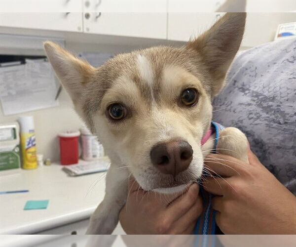 Medium Photo #1 Chihuahua-Siberian Husky Mix Puppy For Sale in San Clemente, CA, USA