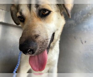 German Shepherd Dog-Unknown Mix Dogs for adoption in Pearland, TX, USA