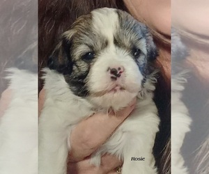Havanese Puppy for sale in DREXEL, MO, USA