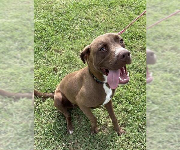Medium Photo #2 American Pit Bull Terrier Puppy For Sale in Corpus Christi, TX, USA