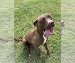 Small #1 American Pit Bull Terrier