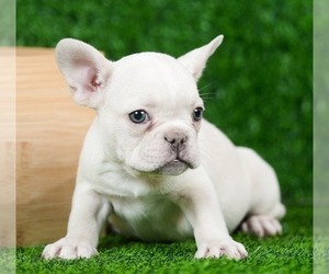 French Bulldog Puppy for sale in TALLAHASSEE, FL, USA