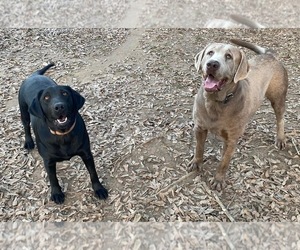Mother of the Labrador Retriever puppies born on 01/08/2026