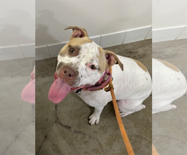 Medium Photo #7 American Staffordshire Terrier-Unknown Mix Puppy For Sale in Rockaway, NJ, USA
