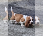 Small #4 Basset Hound