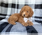 Small #9 YorkiePoo