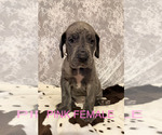 Image preview for Ad Listing. Nickname: Litter of 7