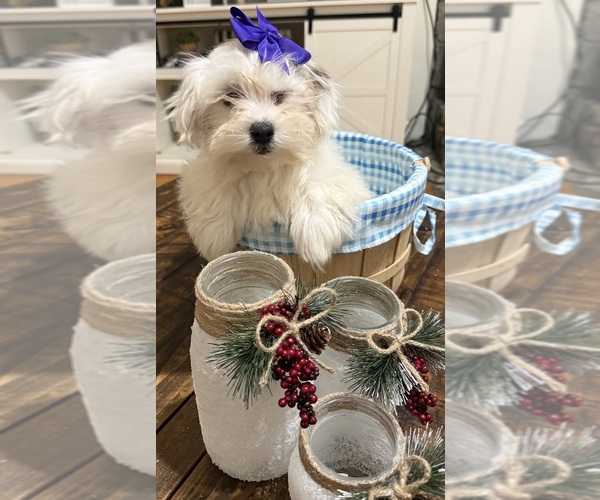 Medium Photo #15 Shih-Poo Puppy For Sale in DINWIDDIE, VA, USA