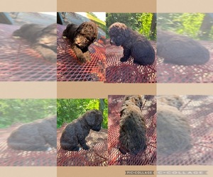 Poodle (Toy)-Schnauzer (Miniature) Mix Puppy for sale in SALISBURY, NC, USA