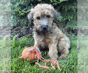 Whoodle (Miniature) Puppy for Sale in MIDDLEBURY, Indiana USA